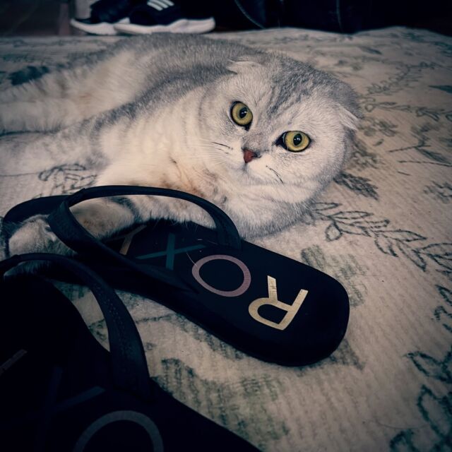 We wear flip flops on #caturdays 😻#scottishfoldloversofinstagram #scottishfoldlove #scottishfoldcat #scottishfold #morkandmindy