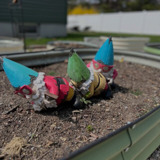 They’ve been up to no good this winter 🫢 #shameshame #naughtyy #gardengnomesofinstagram